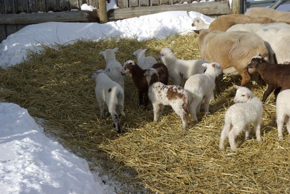 2012 lambsJen1