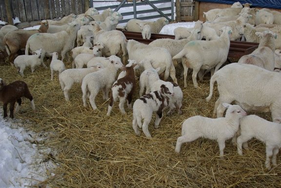 2012 lambsJen2