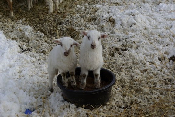 2012 lambsJen3