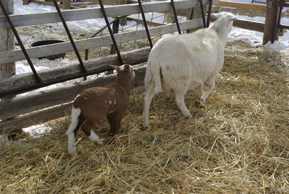 2012 lambsJen4