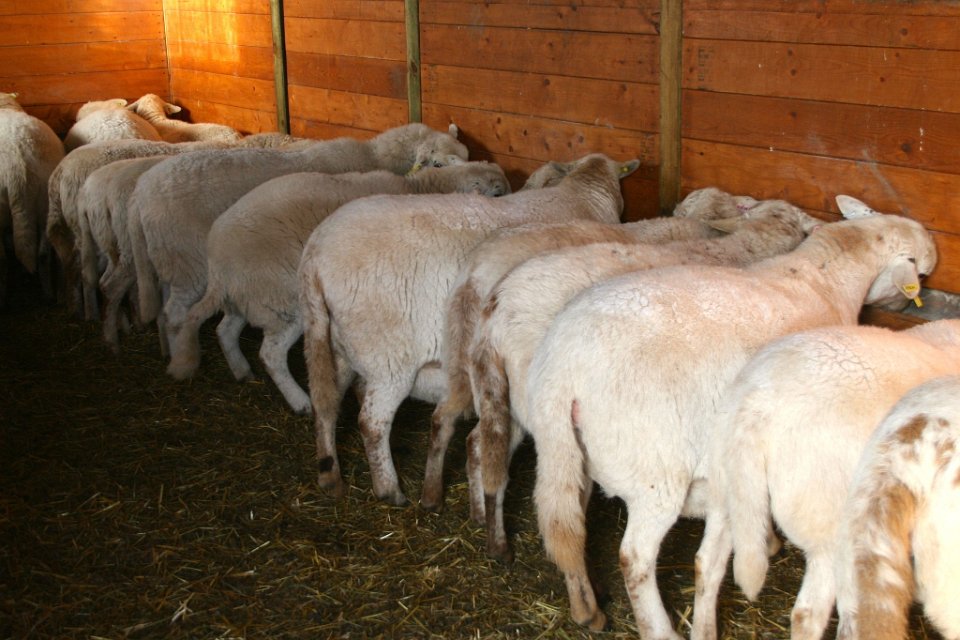 AnjaKooistraON15