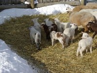 2012 lambsJen1