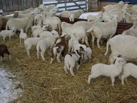 2012 lambsJen2
