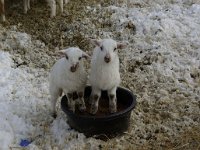 2012 lambsJen3