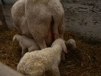 2014 start lambing 02 09 039