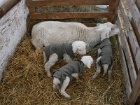 2014 start lambing 02 09 046