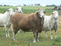 Red Bull - JJCM 4T : katahdin sheep