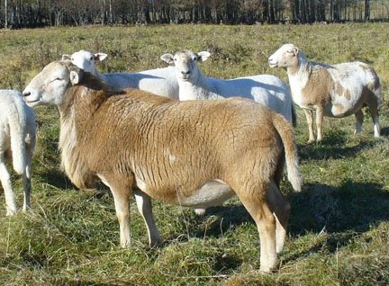 franklynfarm