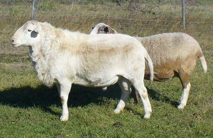 franklynfarm2