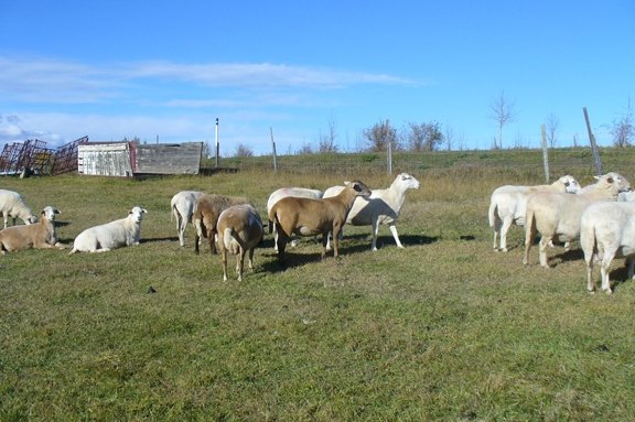 franklynfarm3