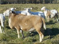 Franklyn Farm