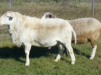 franklynfarm2