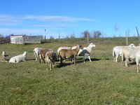 franklynfarm3