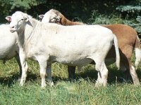 JJCM 796U (Silent Sam) and JJCM 4T (Red Bull) MISH Katahdins : katahdin rams