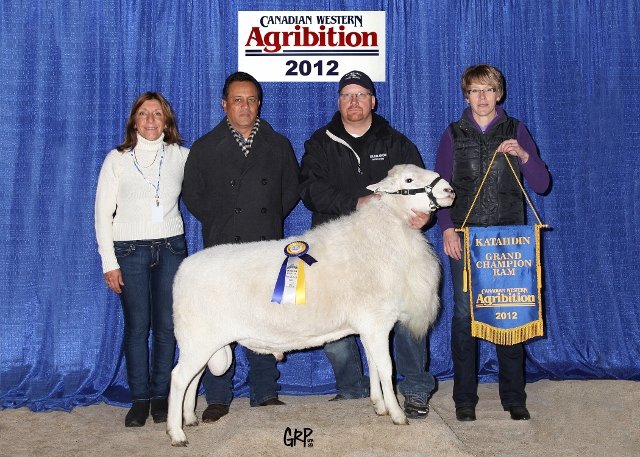 ADS 0111Y 2012 Grand Champion Ram (3)