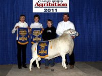JJCM 796U 2011 Grand Champion Ram (3) : 2011 CWA pictures